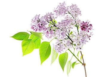 《怪物猎人崛起：曙光》下次新情报将在5月公布